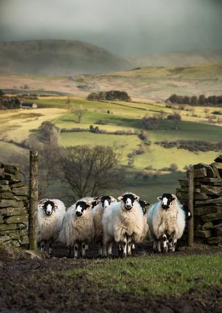 Why Wool is Best