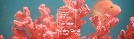 Pantone Colour of the Year 2019